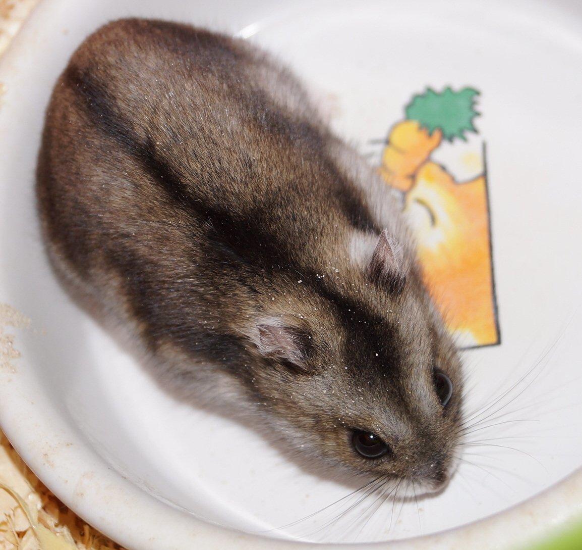 Dværghamster Fifi † DØD 27.05.2013 † billede 11