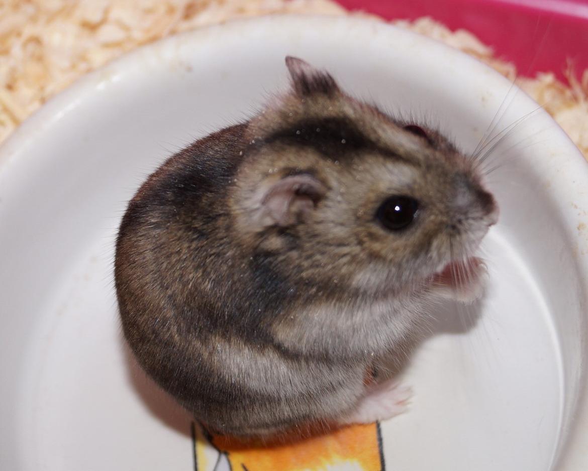 Dværghamster Fifi † DØD 27.05.2013 † billede 12