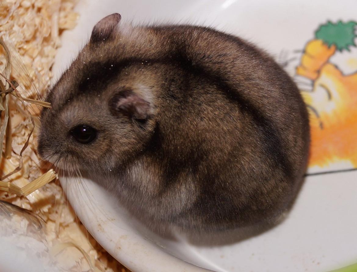 Dværghamster Fifi † DØD 27.05.2013 † billede 13