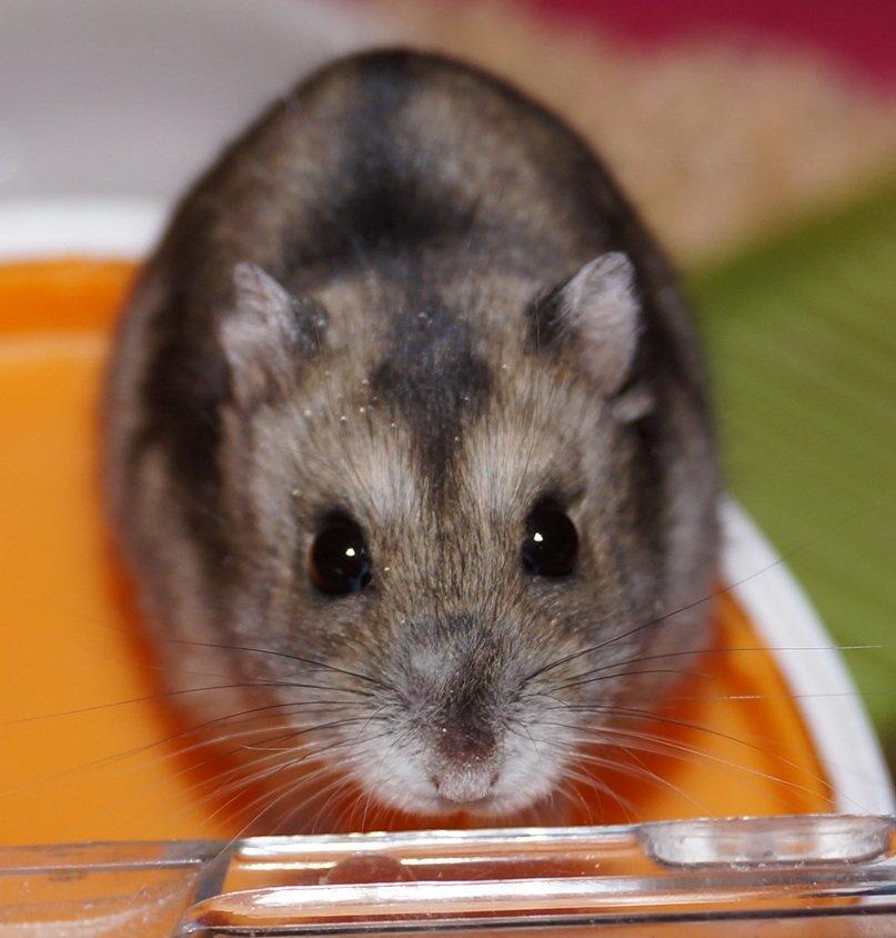 Dværghamster Fifi † DØD 27.05.2013 † billede 14