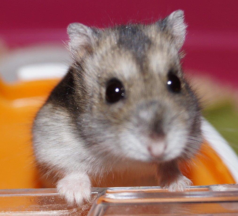 Dværghamster Fifi † DØD 27.05.2013 † billede 15