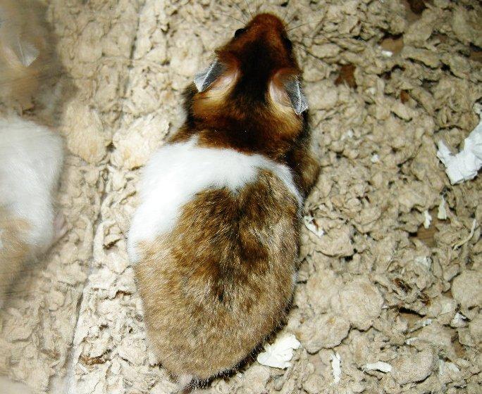 Hamster Hamsterheavens Lucky Luke billede 1