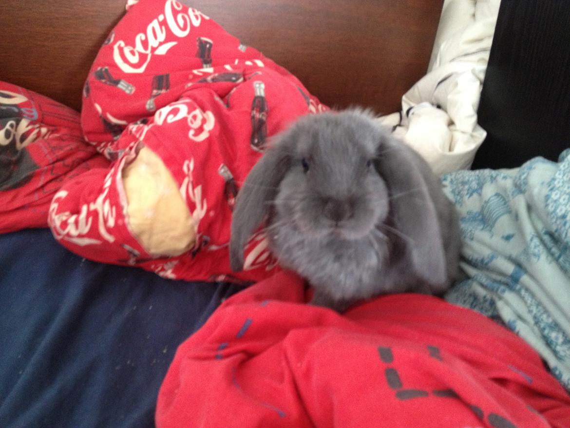 Kanin Molli Flyttet med min X :-(   D, 12/4 14 billede 1