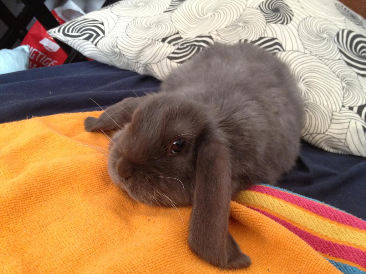 Kanin Molli Flyttet med min X :-(   D, 12/4 14 billede 2