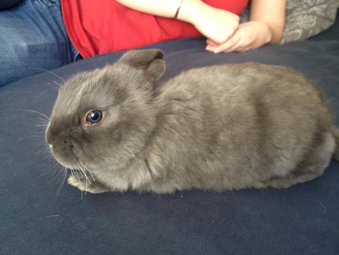 Kanin Molli Flyttet med min X :-(   D, 12/4 14 billede 3