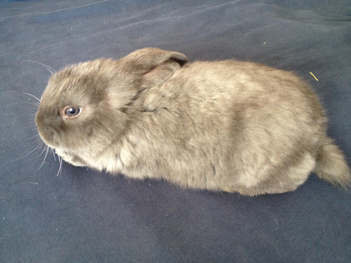 Kanin Molli Flyttet med min X :-(   D, 12/4 14 billede 4