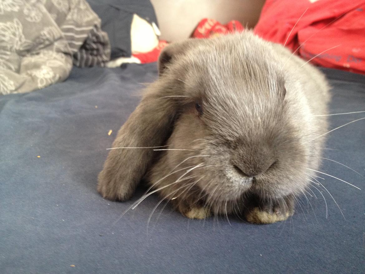 Kanin Molli Flyttet med min X :-(   D, 12/4 14 billede 5