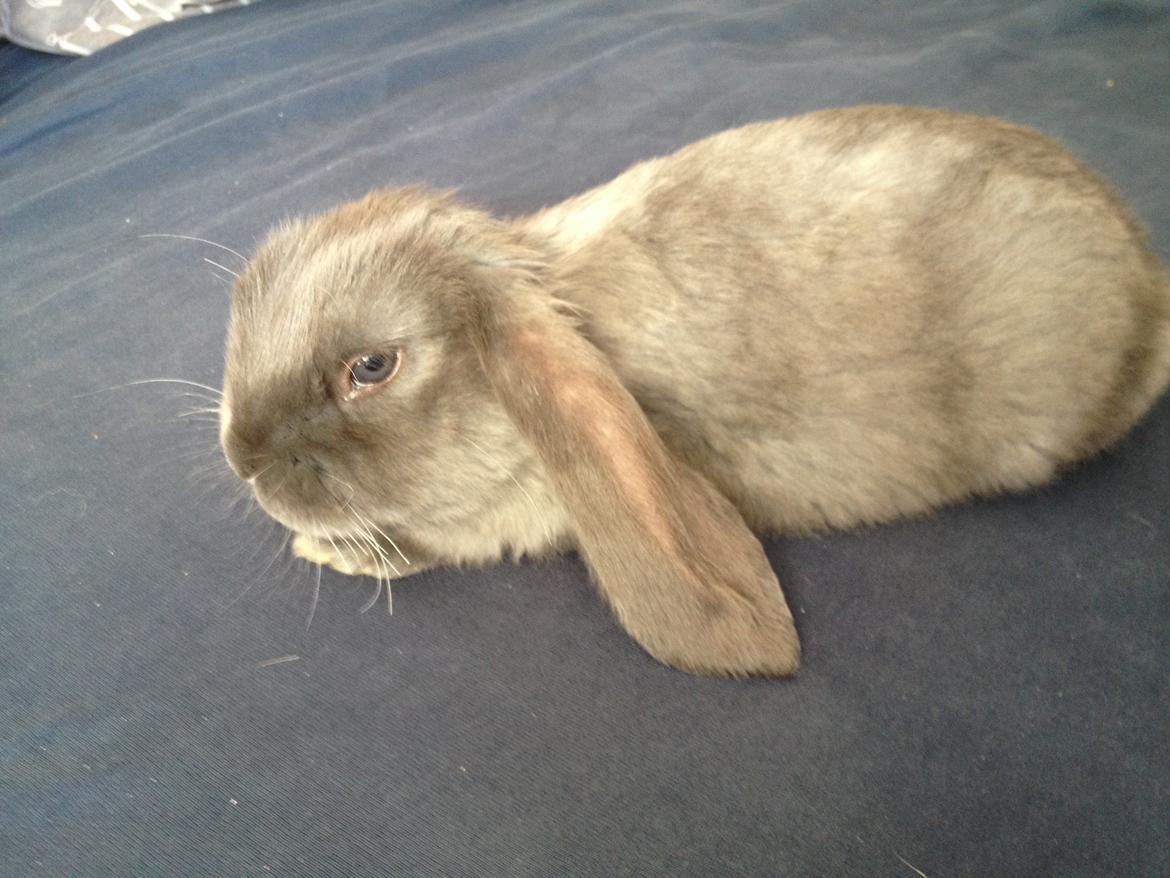 Kanin Molli Flyttet med min X :-(   D, 12/4 14 billede 6