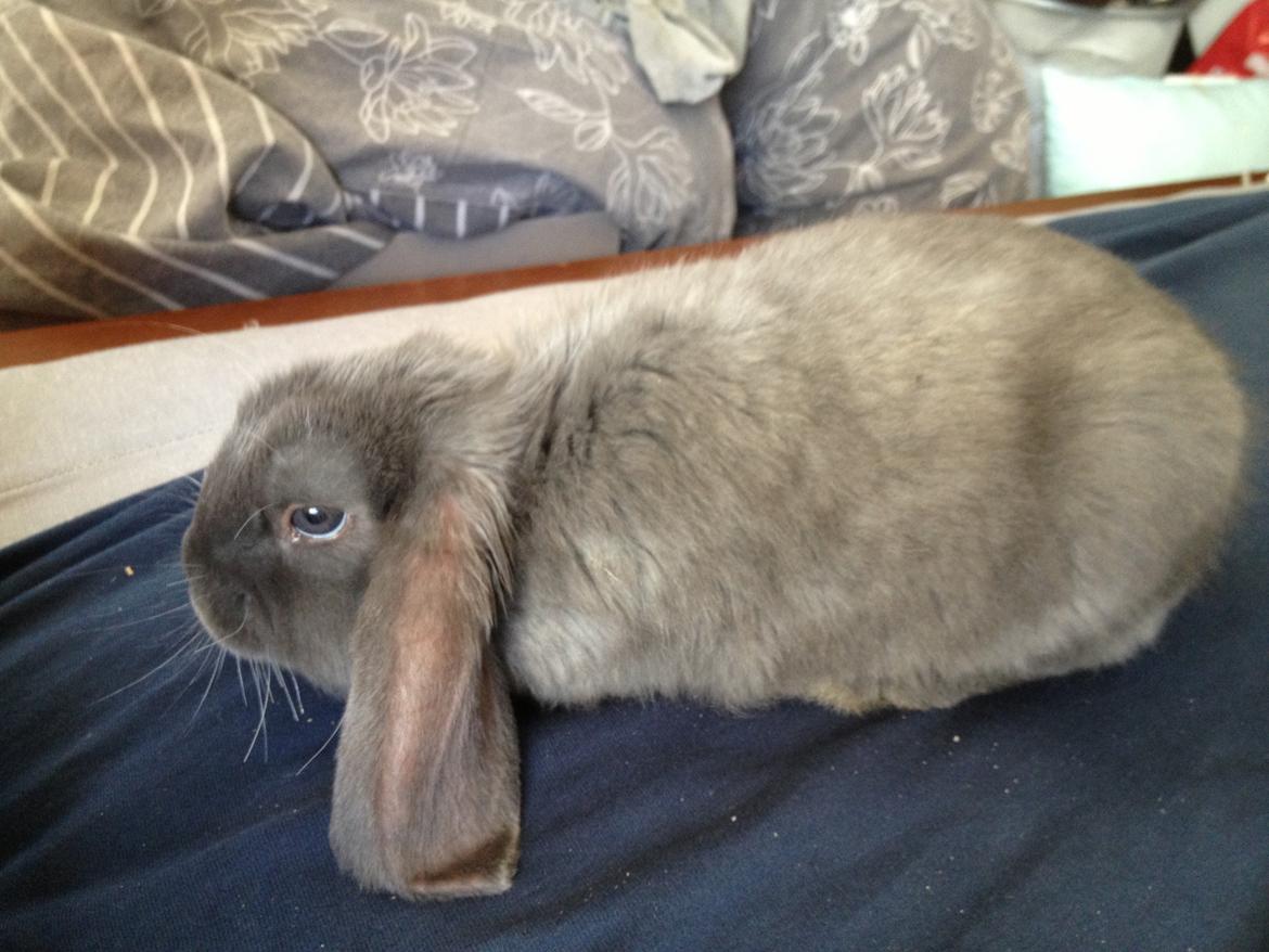 Kanin Molli Flyttet med min X :-(   D, 12/4 14 billede 7