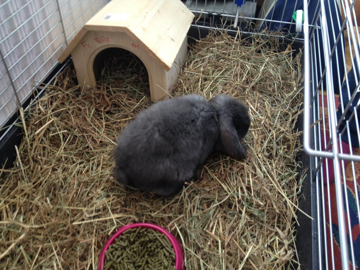 Kanin Molli Flyttet med min X :-(   D, 12/4 14 billede 8