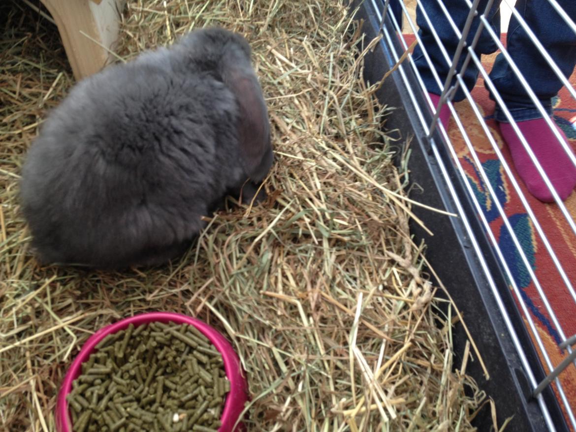 Kanin Molli Flyttet med min X :-(   D, 12/4 14 billede 9