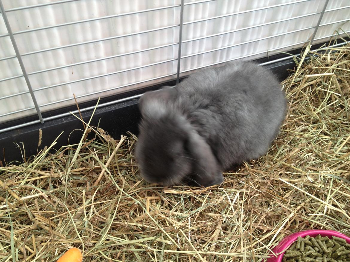 Kanin Molli Flyttet med min X :-(   D, 12/4 14 billede 10