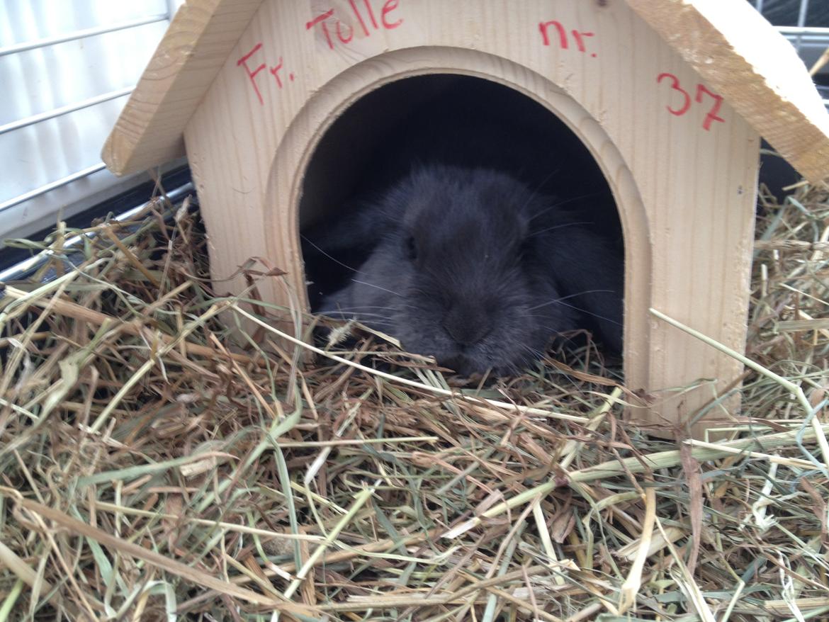 Kanin Molli Flyttet med min X :-(   D, 12/4 14 billede 11