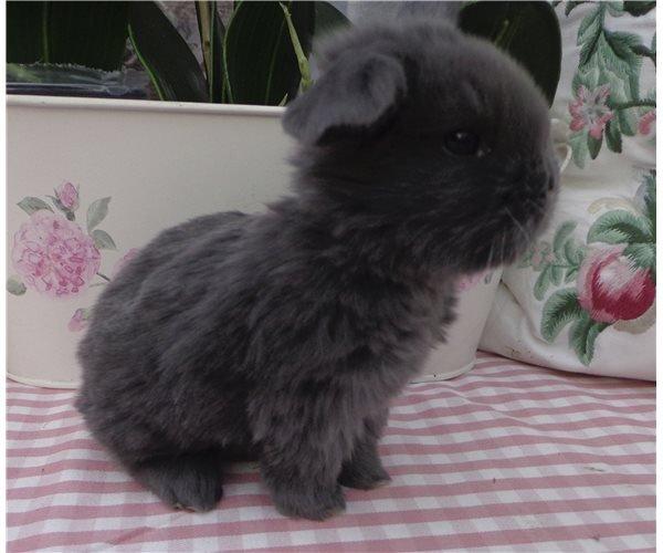 Kanin Molli Flyttet med min X :-(   D, 12/4 14 - billedet fra avler da hun var næsten ny født billede 12