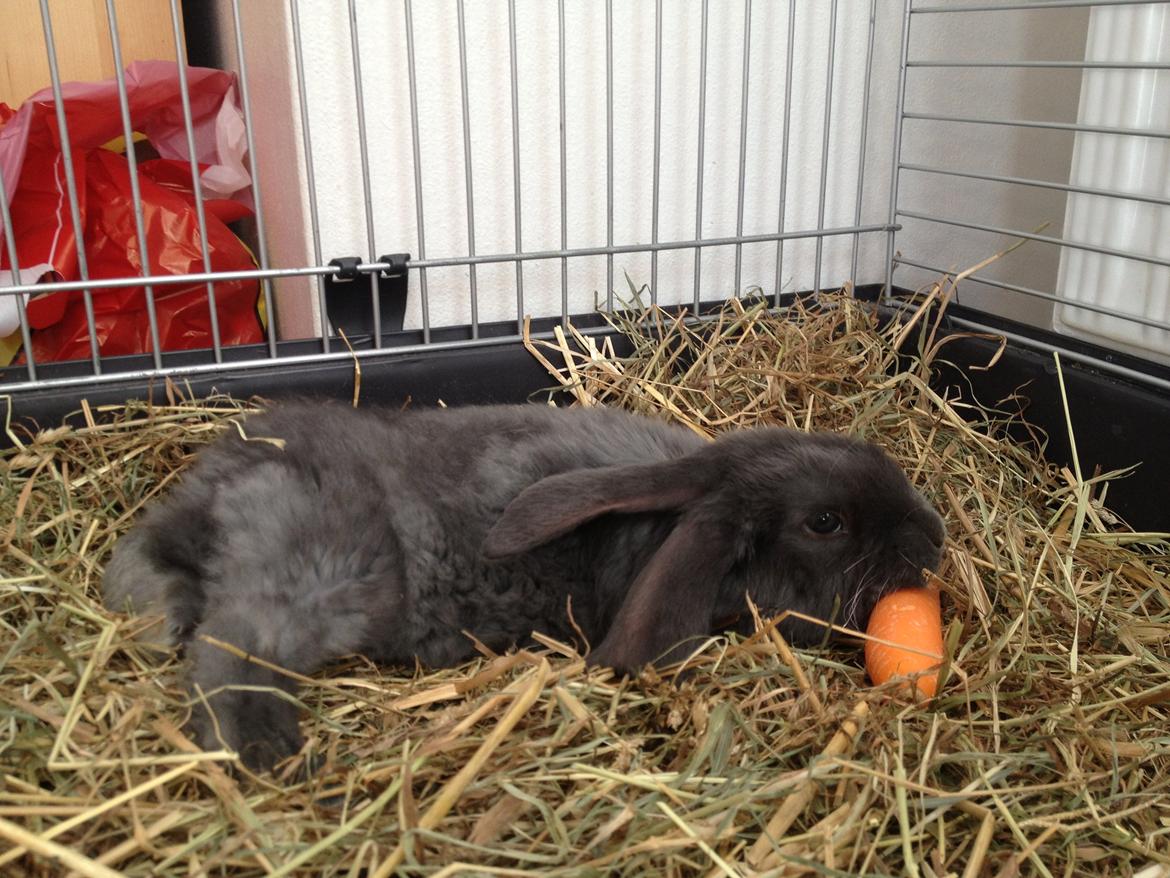 Kanin Molli Flyttet med min X :-(   D, 12/4 14 billede 13