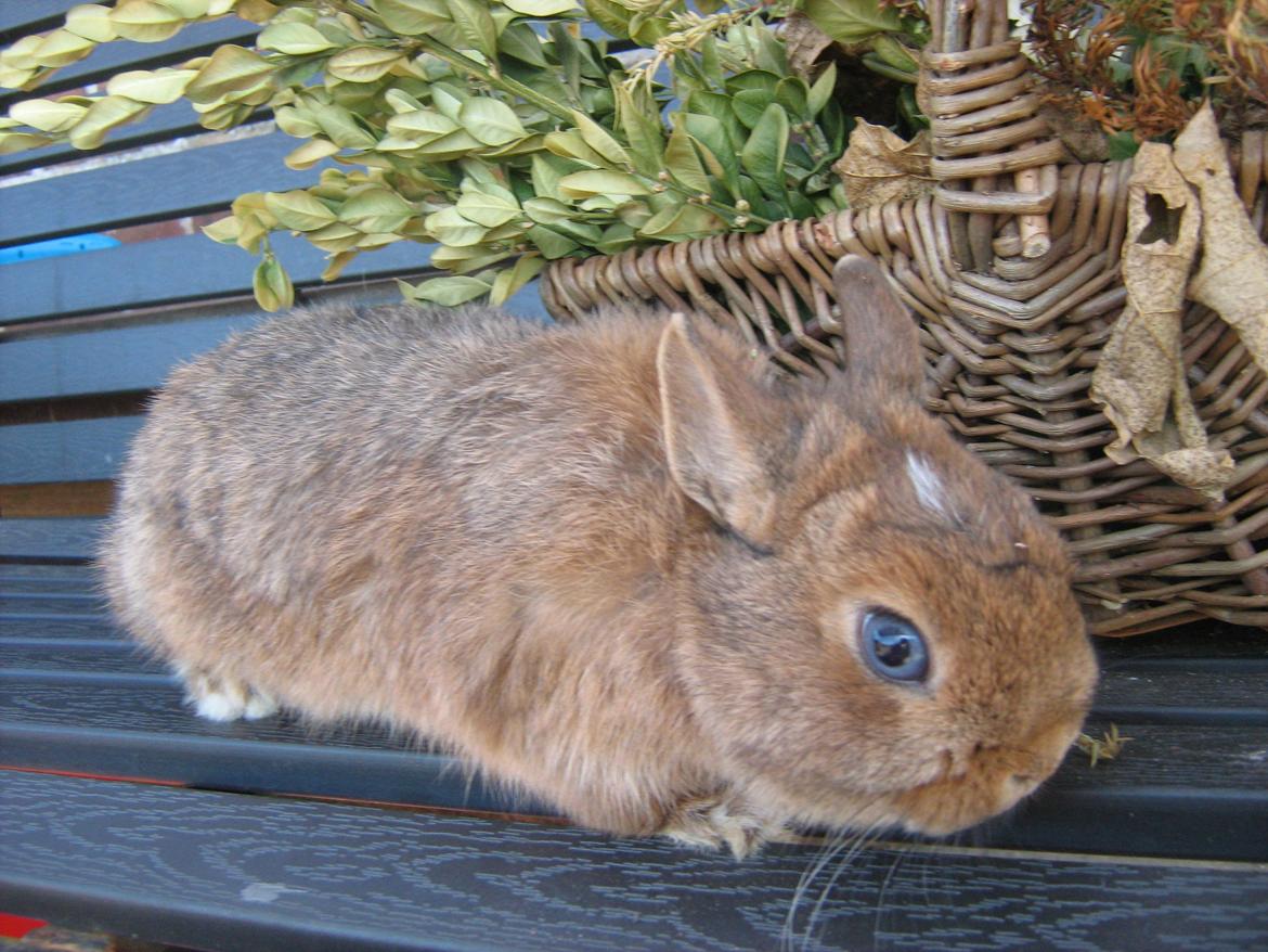 Kanin Ahrenkiels Twister - Ahrenkiels Twister billede 1