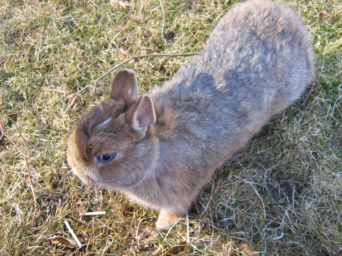 Kanin Ahrenkiels Twister billede 2