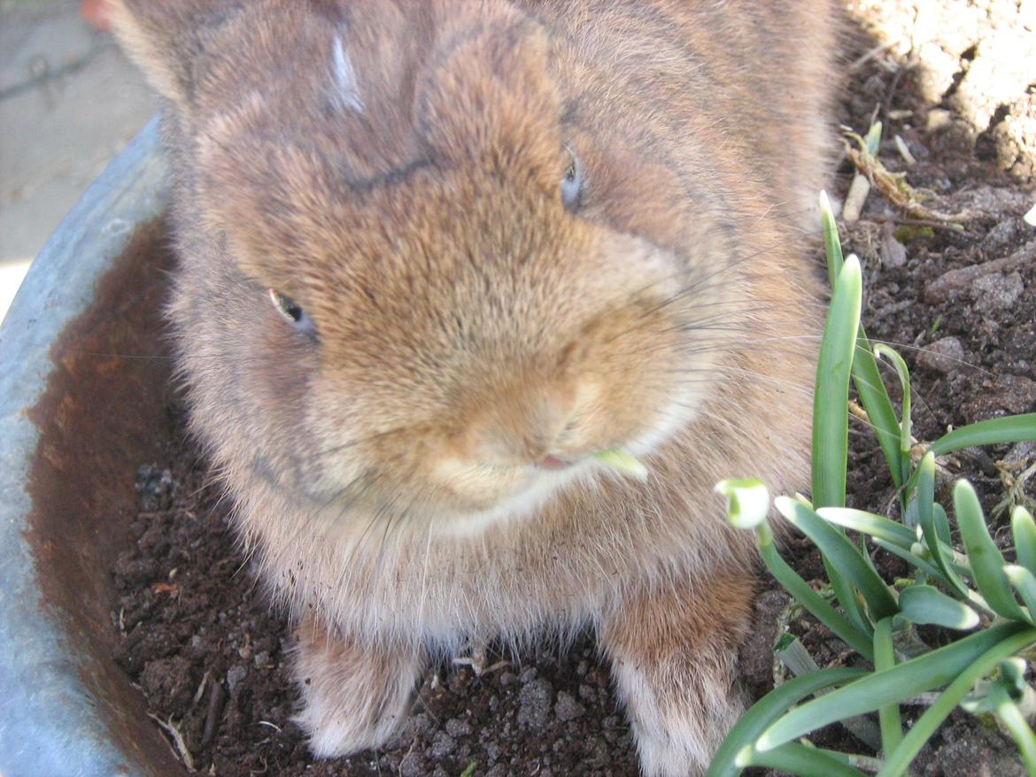 Kanin Ahrenkiels Twister billede 3