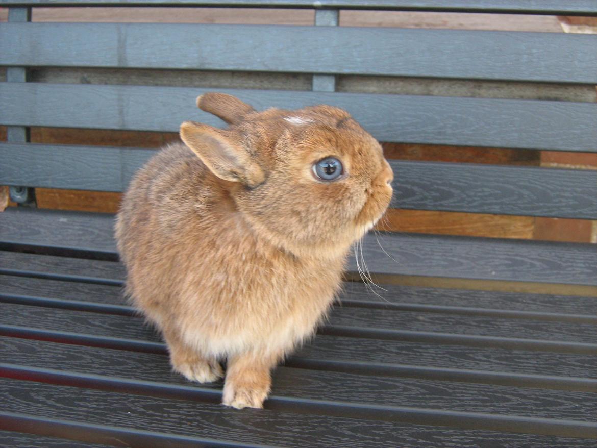 Kanin Ahrenkiels Twister billede 4