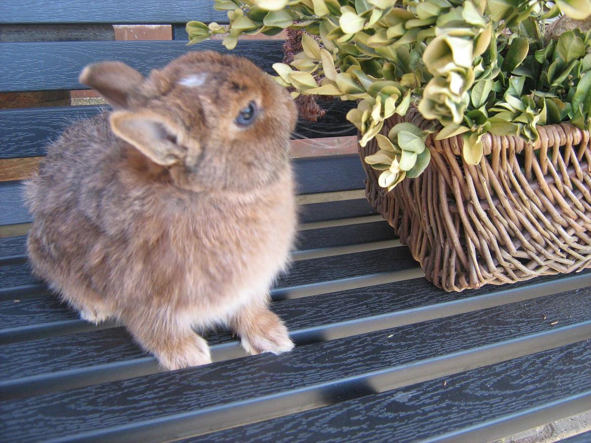 Kanin Ahrenkiels Twister billede 5