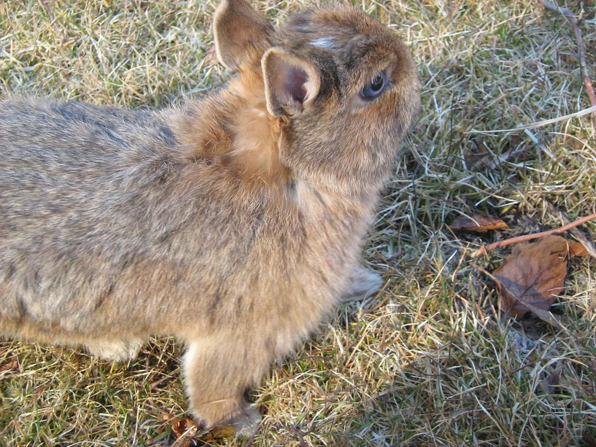 Kanin Ahrenkiels Twister billede 6