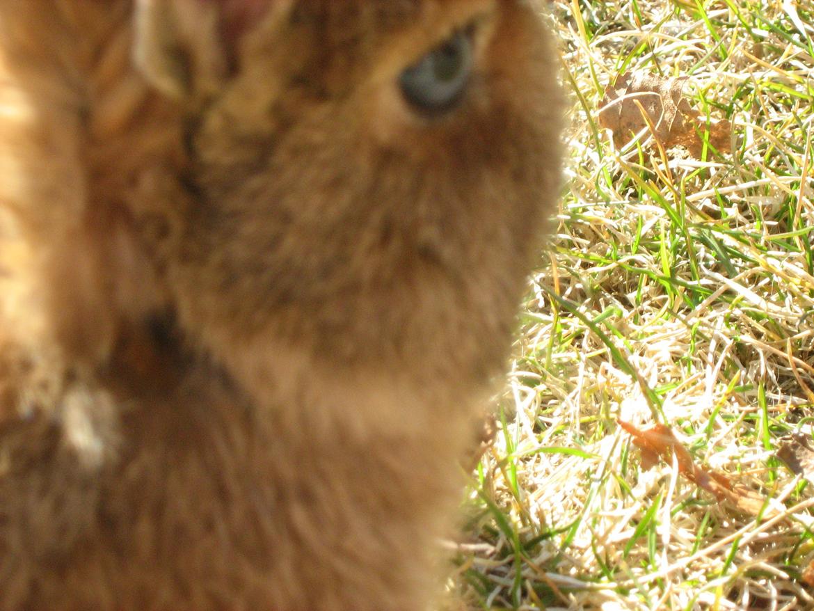 Kanin Ahrenkiels Twister billede 7