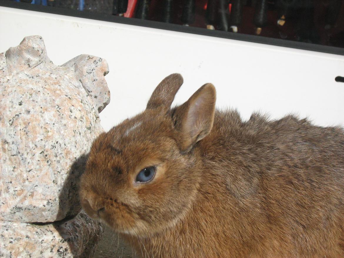 Kanin Ahrenkiels Twister billede 8