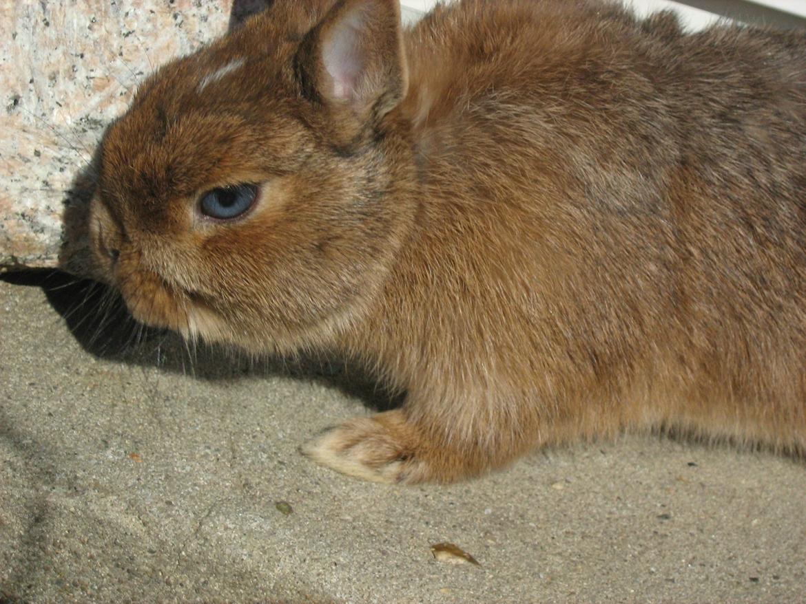 Kanin Ahrenkiels Twister billede 9