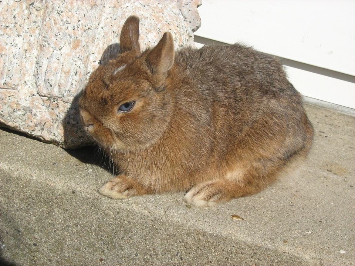 Kanin Ahrenkiels Twister billede 10