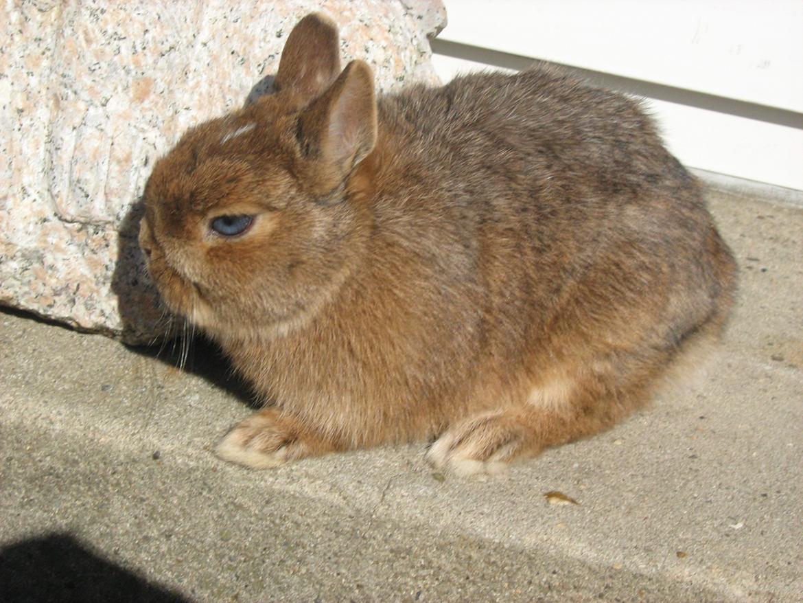 Kanin Ahrenkiels Twister billede 11