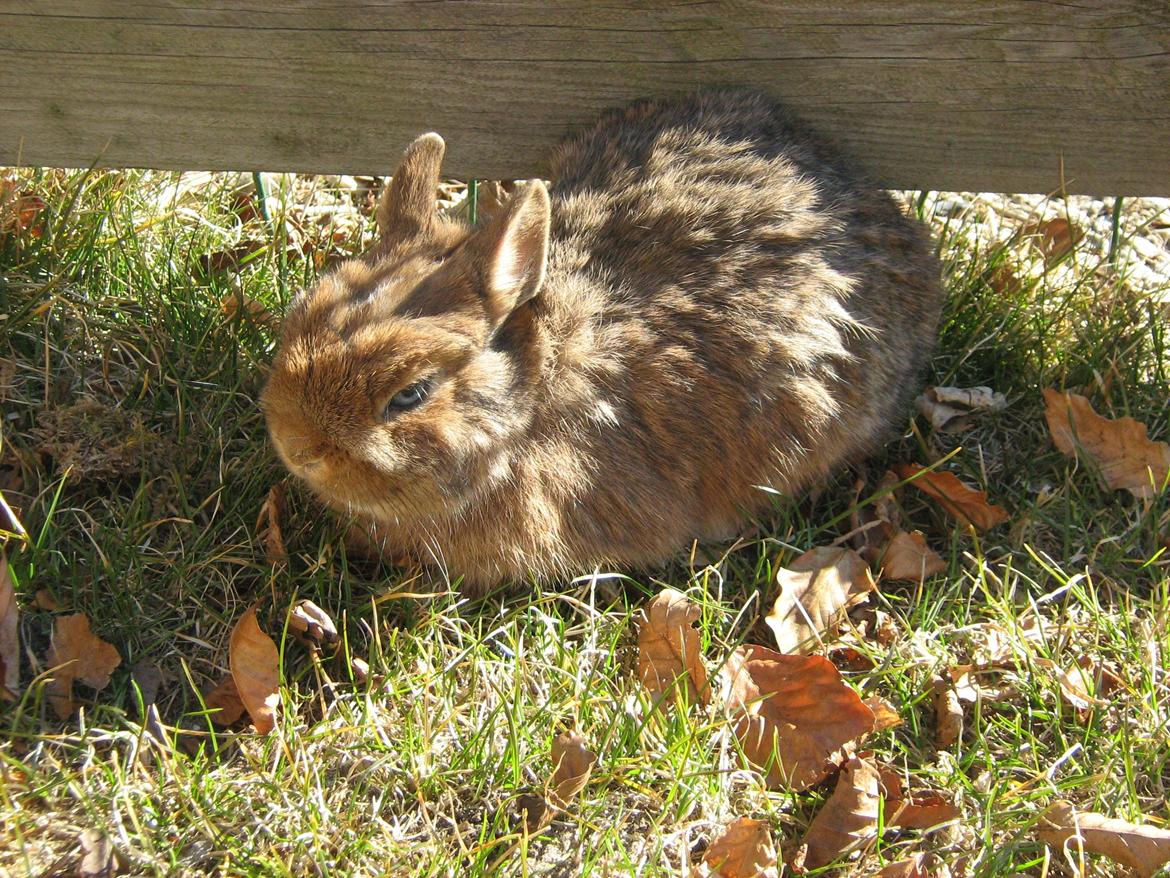 Kanin Ahrenkiels Twister billede 12