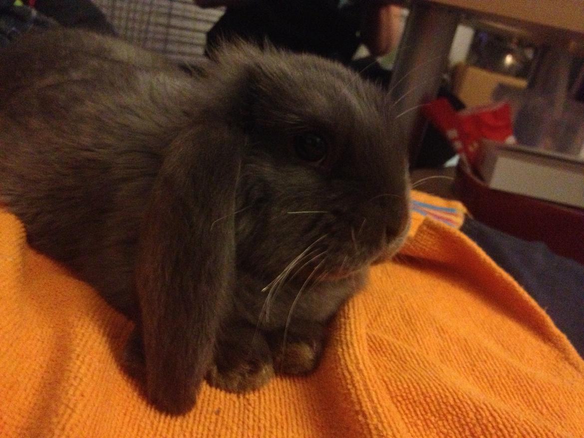 Kanin Molli Flyttet med min X :-(   D, 12/4 14 billede 14