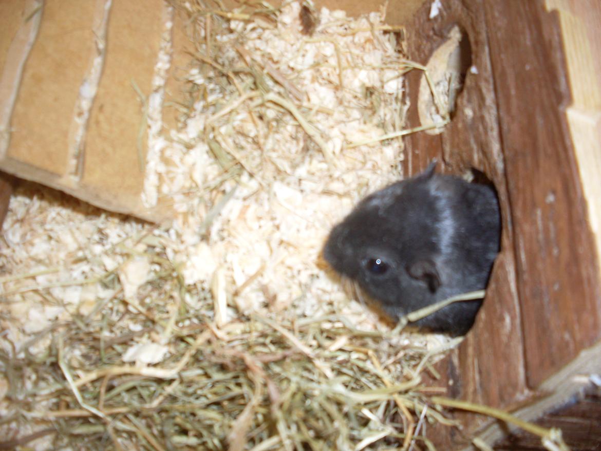 Ørkenrotte Blobber (R.I.P :'( ) billede 6