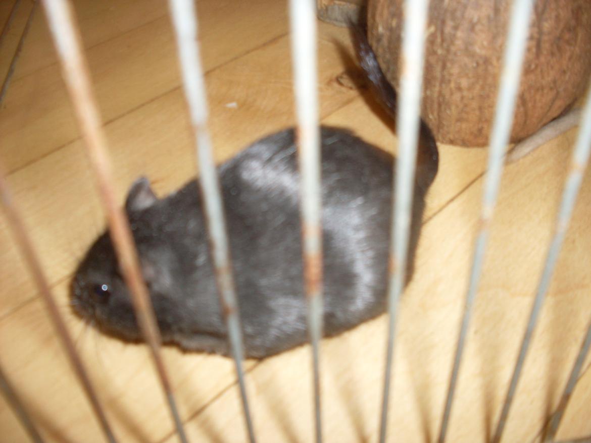 Ørkenrotte Blobber (R.I.P :'( ) billede 7