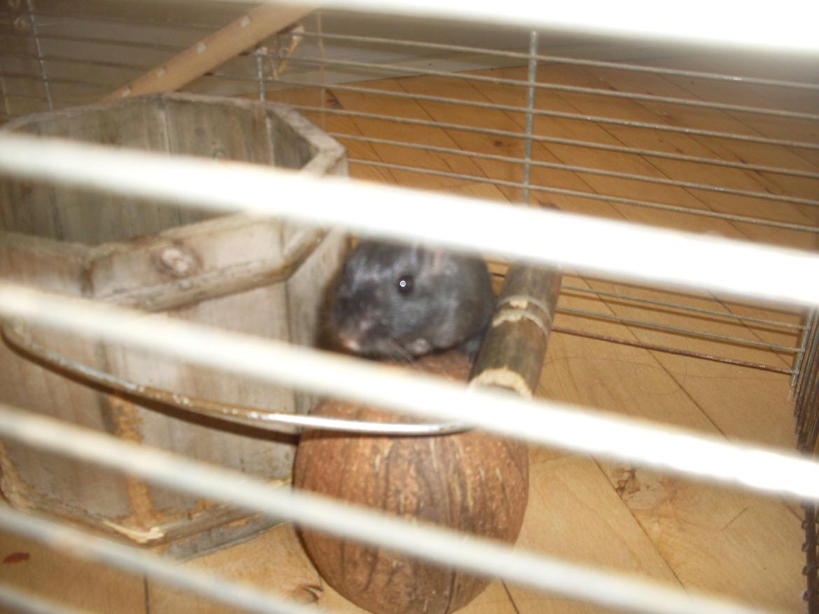 Ørkenrotte Blobber (R.I.P :'( ) billede 8