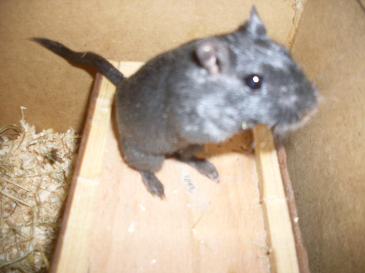 Ørkenrotte Blobber (R.I.P :'( ) billede 9