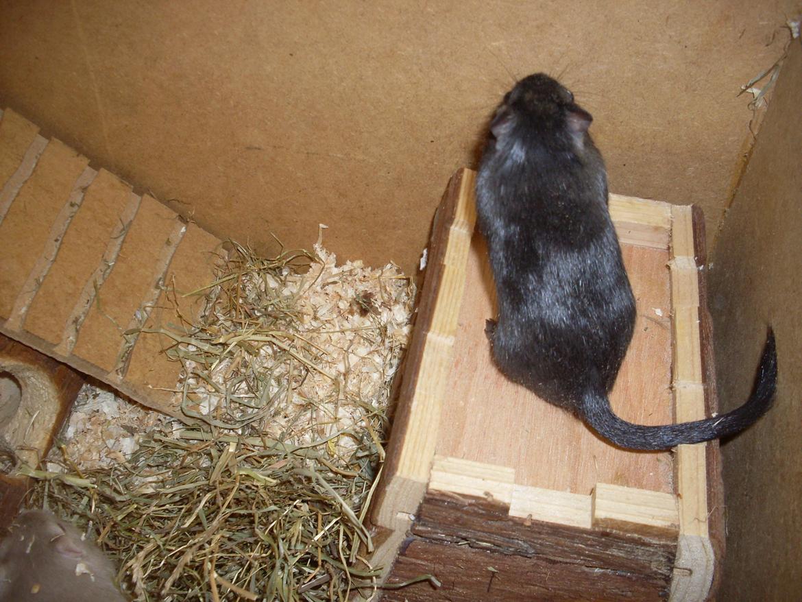 Ørkenrotte Blobber (R.I.P :'( ) billede 10