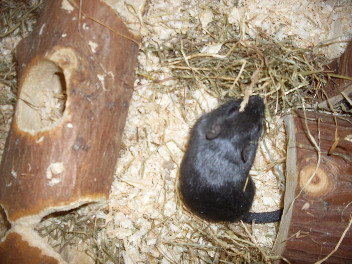 Ørkenrotte Blobber (R.I.P :'( ) billede 11