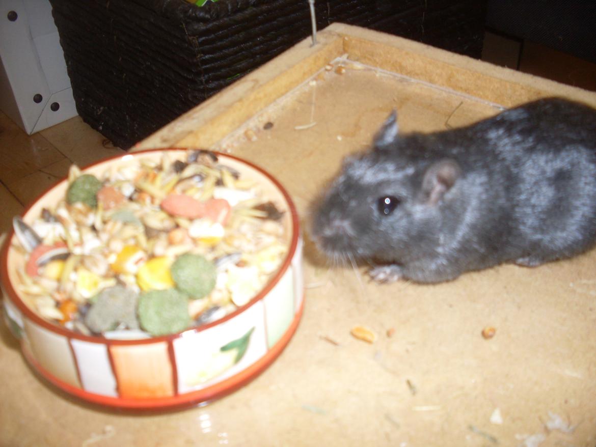 Ørkenrotte Blobber (R.I.P :'( ) billede 12