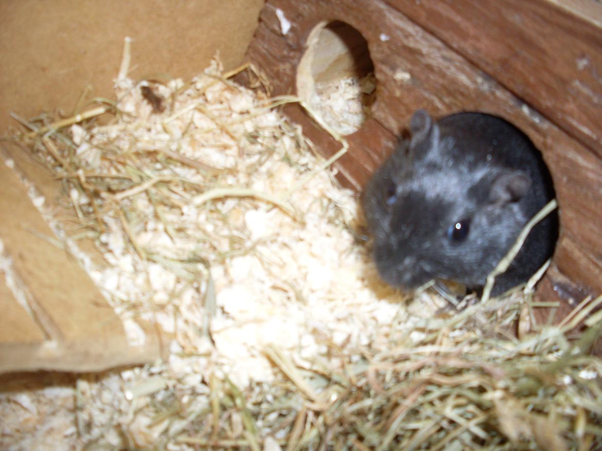 Ørkenrotte Blobber (R.I.P :'( ) billede 13