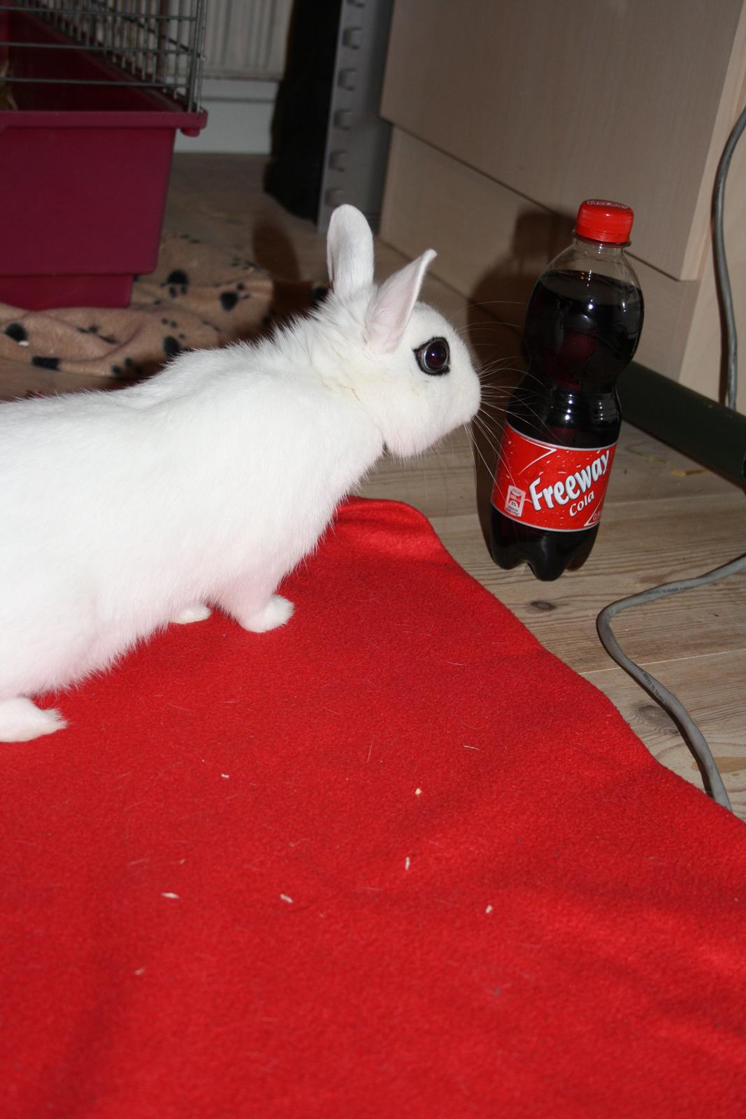 Kanin Little Miss Valentine (Hermelin) billede 1