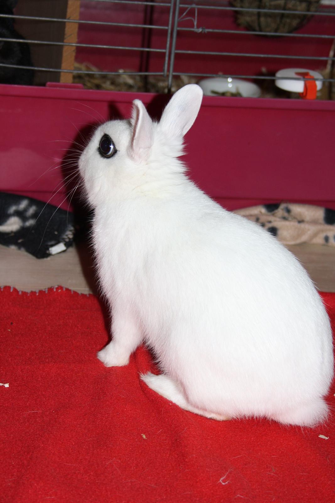 Kanin Little Miss Valentine (Hermelin) billede 2