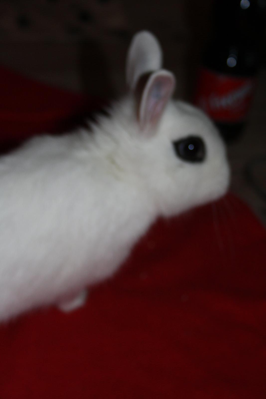 Kanin Little Miss Valentine (Hermelin) billede 4