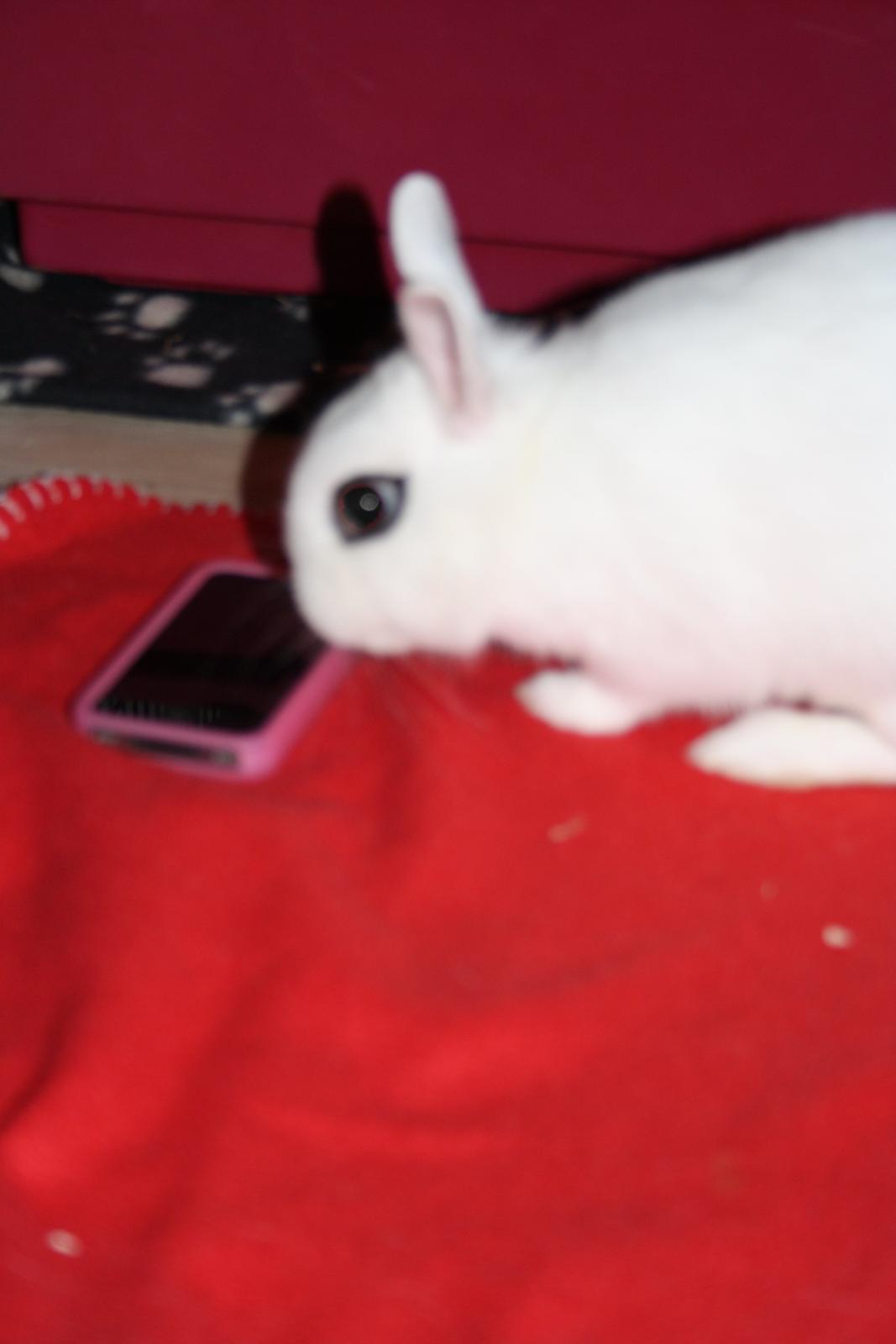 Kanin Little Miss Valentine (Hermelin) billede 10