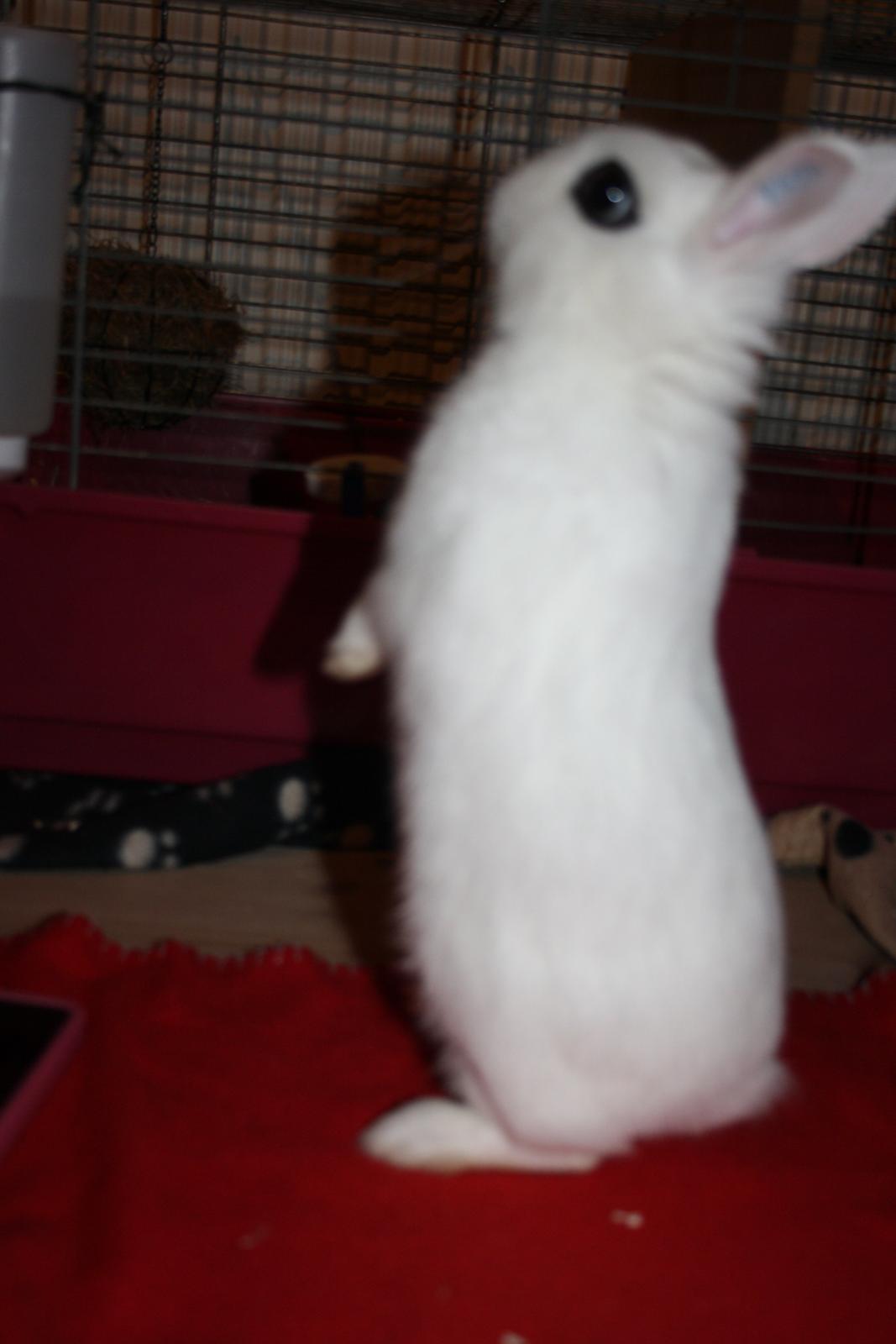 Kanin Little Miss Valentine (Hermelin) billede 11