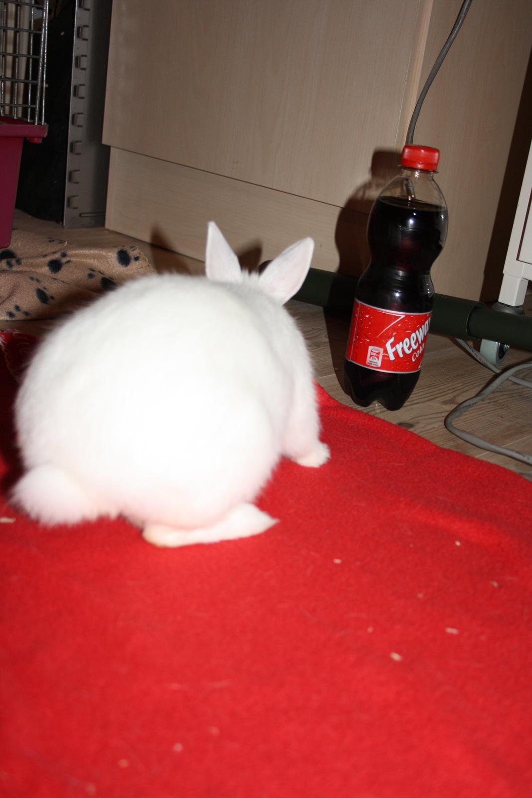 Kanin Little Miss Valentine (Hermelin) billede 12