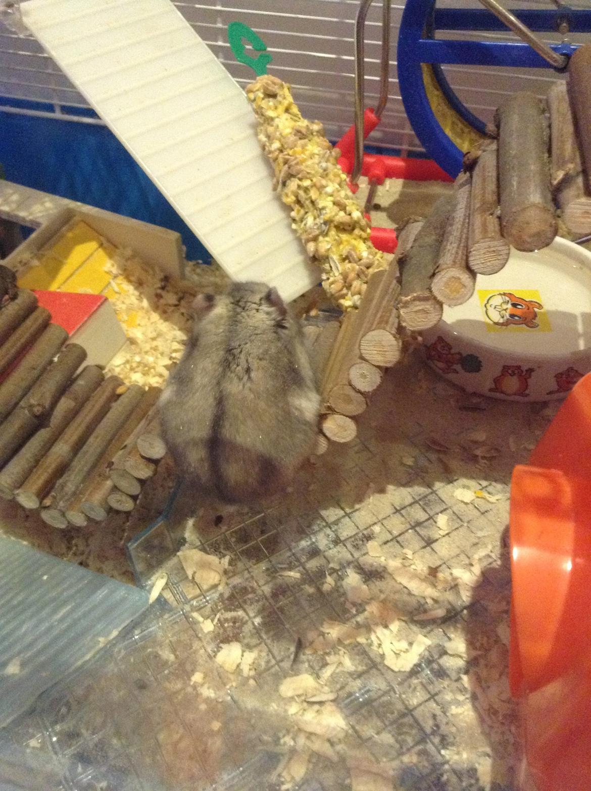 Hamster Nugga billede 12