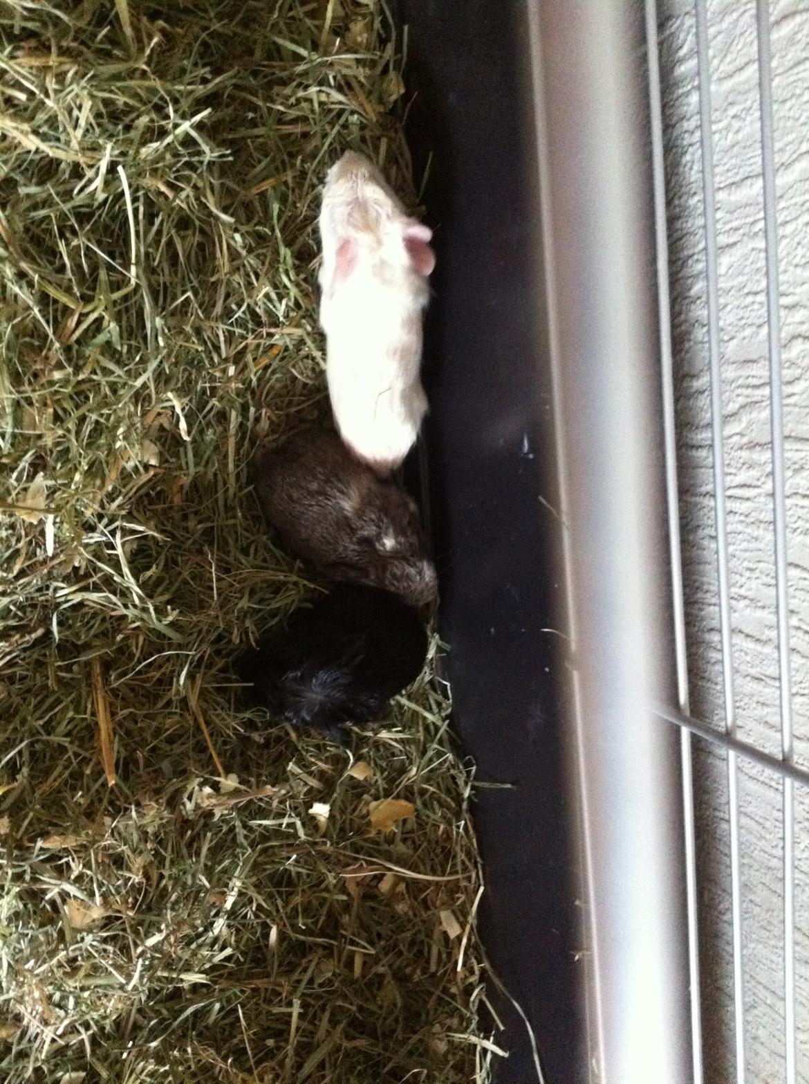 Marsvin Elvis - Elvis, og hans søstre Miv og Snehvide :3 billede 1