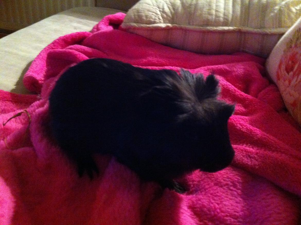 Marsvin Elvis billede 2