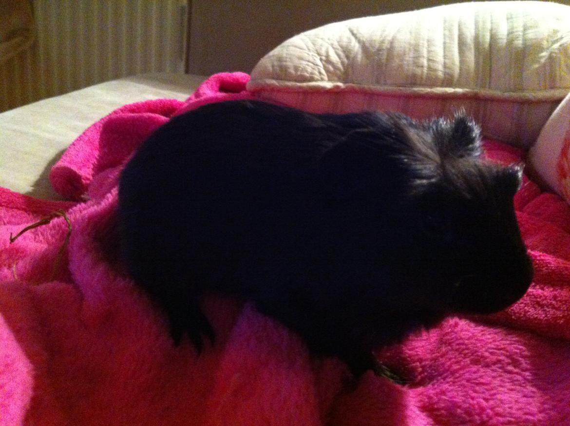 Marsvin Elvis billede 3